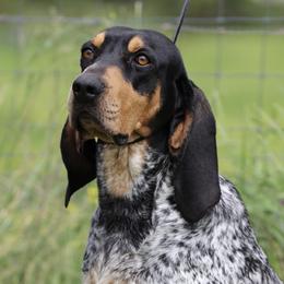 Delta Dawn - Bluetick Coonhound