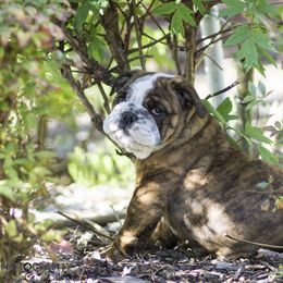 English Bulldog Puppies from Michaeline Jablonski