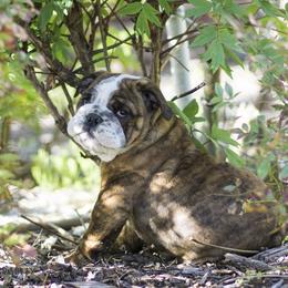 English Bulldog Puppies from Michaeline Jablonski