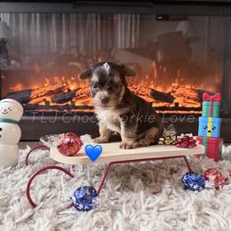 Jack - Chocolate, tan and white male Yorkshire Terrier puppy in Jacksonville, Florida from TLJ Choco Yorkie Love