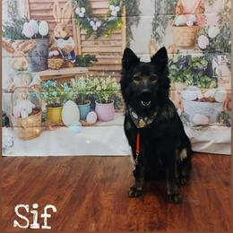 Sif - German Shepherd