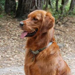Vada - Golden Retriever