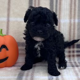 Jelly Bean - Black male Poodle puppy in Overbrook, Kansas from Hidden Springs Poodles LLC