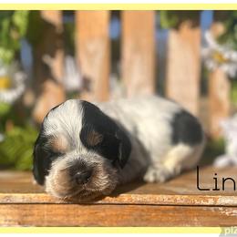 Linus - Black and white male Cocker Spaniel puppy in Clinton, Oklahoma from Enchanted Spaniels