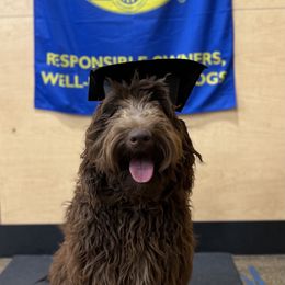Josie - Labradoodle