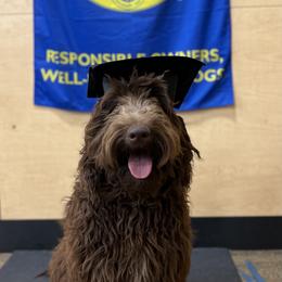 Josie - Labradoodle