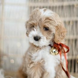 Eve - Cream female Goldendoodle puppy in Pasco, Washington from Sunset Grove