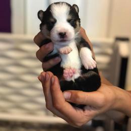 Pembroke Welsh Corgi Puppies from Naomi’s Corgis