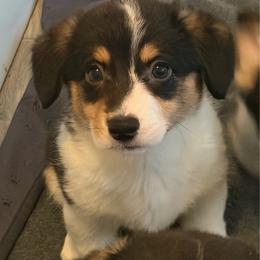 4 - Black and white female American Corgi puppy in Boyd, Texas from Barker's Corgis
