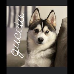 Guccio - Pomsky