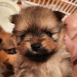 Pomeranian Puppies from Pomsgarden