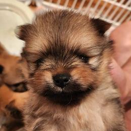 Pomeranian Puppies from Pomsgarden