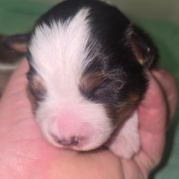 Miss Espresso - Black tri female Toy Australian Shepherd puppy in Dolan Springs, Arizona from High Desert Companions