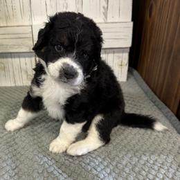 Brandy's White Collar 2495.00 - Tri-color male Bernedoodle puppy in Alvin, Texas from JP Southern Doodles