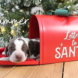 Drummer - Liver white and roan male English Springer Spaniel puppy in Barnstead, New Hampshire from C & S Farms