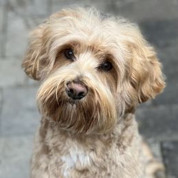 Joey - Australian Labradoodle
