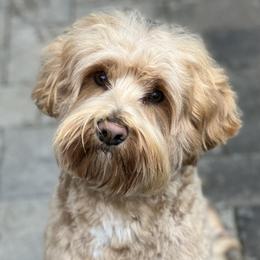Joey - Australian Labradoodle