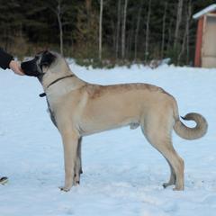 Eros - Anatolian Shepherd Dog