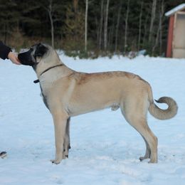 Eros - Anatolian Shepherd Dog