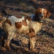 French Brittany All Grown Up from L'Etoile du Nord Kennels