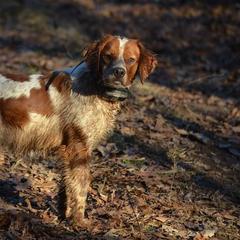 French Brittany All Grown Up from L'Etoile du Nord Kennels