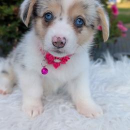 Shakira - Blue merle and white female American Corgi puppy in Garrett, Indiana from Chloe's Colorful Corgis