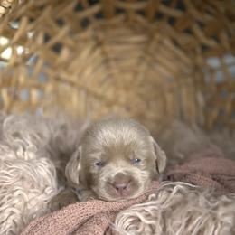 Mr. Green - Chocolate male Labrador Retriever puppy in Morrill, Kansas from Grimm Girls Farm