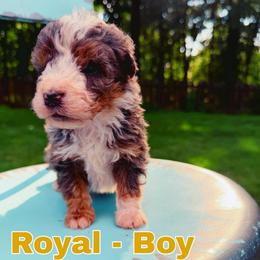 Royal - Merle male Bernedoodle puppy in Sherman, Illinois from Shirl Doodle Life