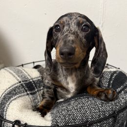 Boy 1 - Black and tan male Dachshund puppy in Chillicothe, Ohio from Brittney's Dachshunds