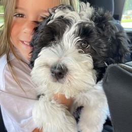 Bernedoodles and Goldendoodles from Brown’s Golden Paws