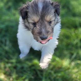 Tokyo - White and sable female Shetland Sheepdog puppy in Wiggins, Colorado from Enlia Shelties