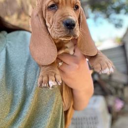 Bob - Red and white male Basset Hound puppy in Clinton, Tennessee from High Hopes Hounds