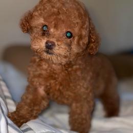 Noble Fur - Red  male Poodle puppy in El Sobrante, California from Mckendra's Legacy