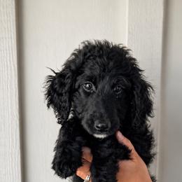 Elly - Black and white female Aussiedoodle puppy in Greensboro, North Carolina from Glendale Doodles
