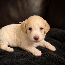 AKC Willow (yellow girl) - Parti female Poodle puppy in Surprise, Arizona from Gentle Paw Goldendoodles