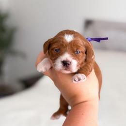 Maple - Apricot female Goldendoodle puppy in Southeast Arcadia, Florida from Desoto Doodles