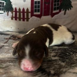 Eleven - Piebald female Dachshund puppy in Dorchester, Texas from Texas Mini Dachs