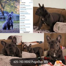 American Pit Bull Terrier, French Bulldog, and Staffordshire Bull Terrier Puppies from Pacific Wonderland French Bulldogs