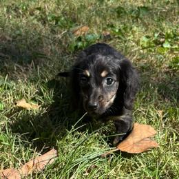 Martini - Black and cream female Dachshund puppy in Mayfield, Kentucky from H&C’s Dachshunds and Retrievers