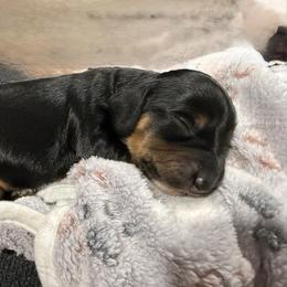 Ranger - Black and tan male Dachshund puppy in Luling, Texas from Kristina's Dachshunds
