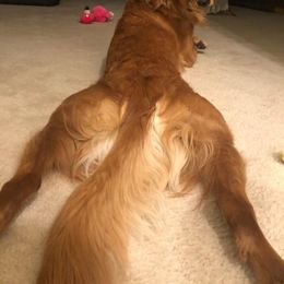 Golden Retriever Puppies from TC's Golden Ranch