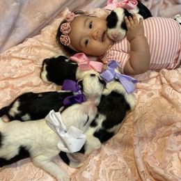 Sheepadoodle Puppies from Sunflower Family Farms