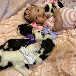 Sheepadoodle Puppies from Sunflower Family Farms