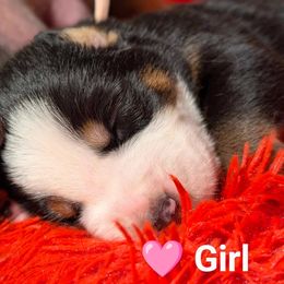 Pink girl - Black, white and red Greater Swiss Mountain Dog puppy in Hockessin, Delaware from Simply Swissies