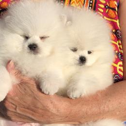 Pomeranians from WhitePomeraniansForYou.com