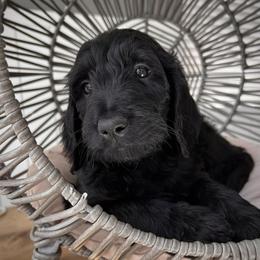 Bernedoodle and Goldendoodle Puppies from Dose of Doodles
