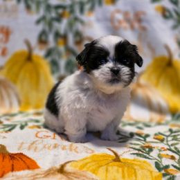 Ginny Weasley - Pink Collar - Black and white female Shih Tzu puppy in Troy, Ohio from Oodles of Doodles