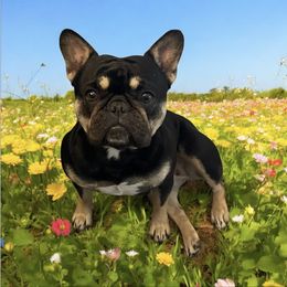 Bunny - French Bulldog