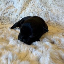Brown Collar Male - Black and white male Staffordshire Bull Terrier puppy in Princeton, Minnesota from Thor’s Beagles & Maha’s Staffy