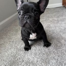 French Bulldog Puppies from Southern Belle Frenchies
